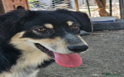 Meticcio cani in regalo: ASTRO  - Immagine 1