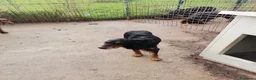 Setter Irlandese cani in regalo: AVATAR e ASUKA setter in cerca di casa a Città Metropolitana di Torino - Annuncio 6
