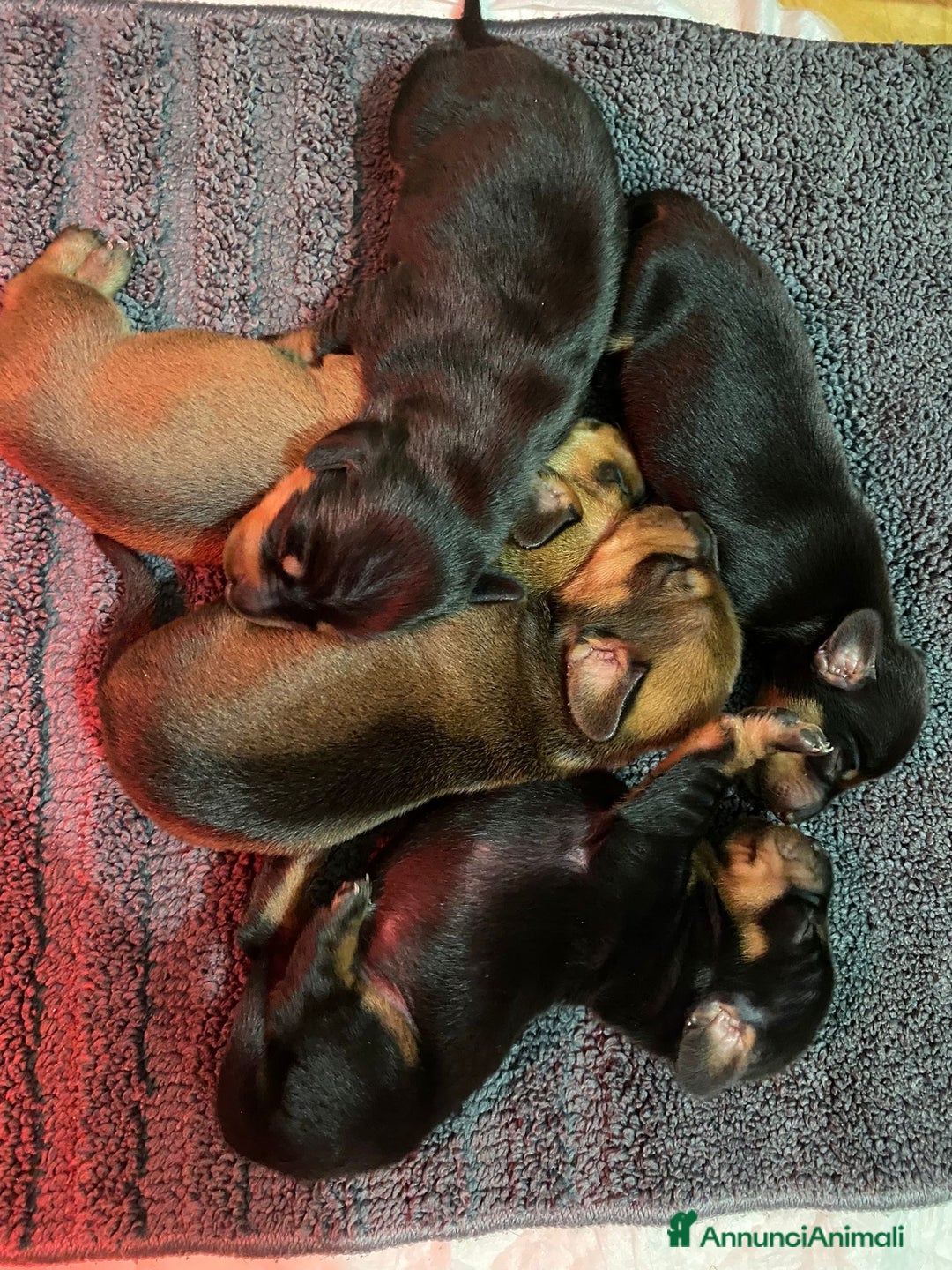 Bassotto cani in vendita: Bassotto - Annuncio 2