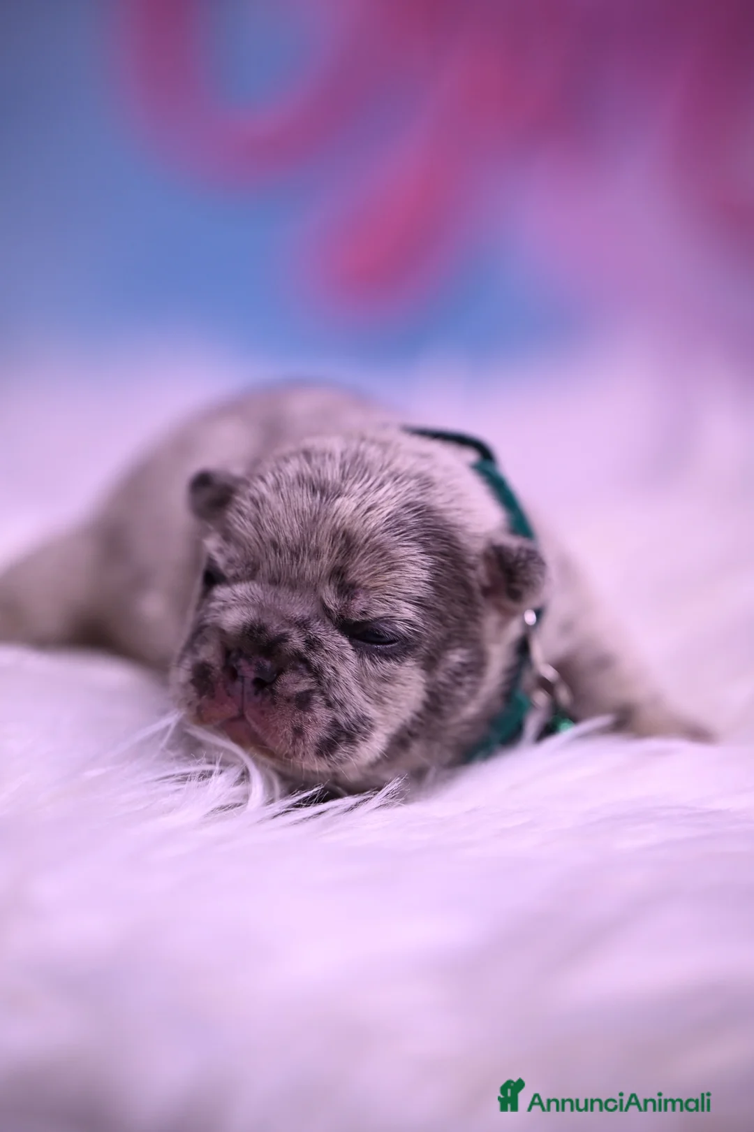 Bulldog Francese cani in vendita: Cuccioli di Bullodog Francese  - Annuncio 32