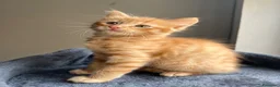 Meticcio gatti in vendita: ADOZIONE DI COPPIA 🐈🐈 - Annuncio 9