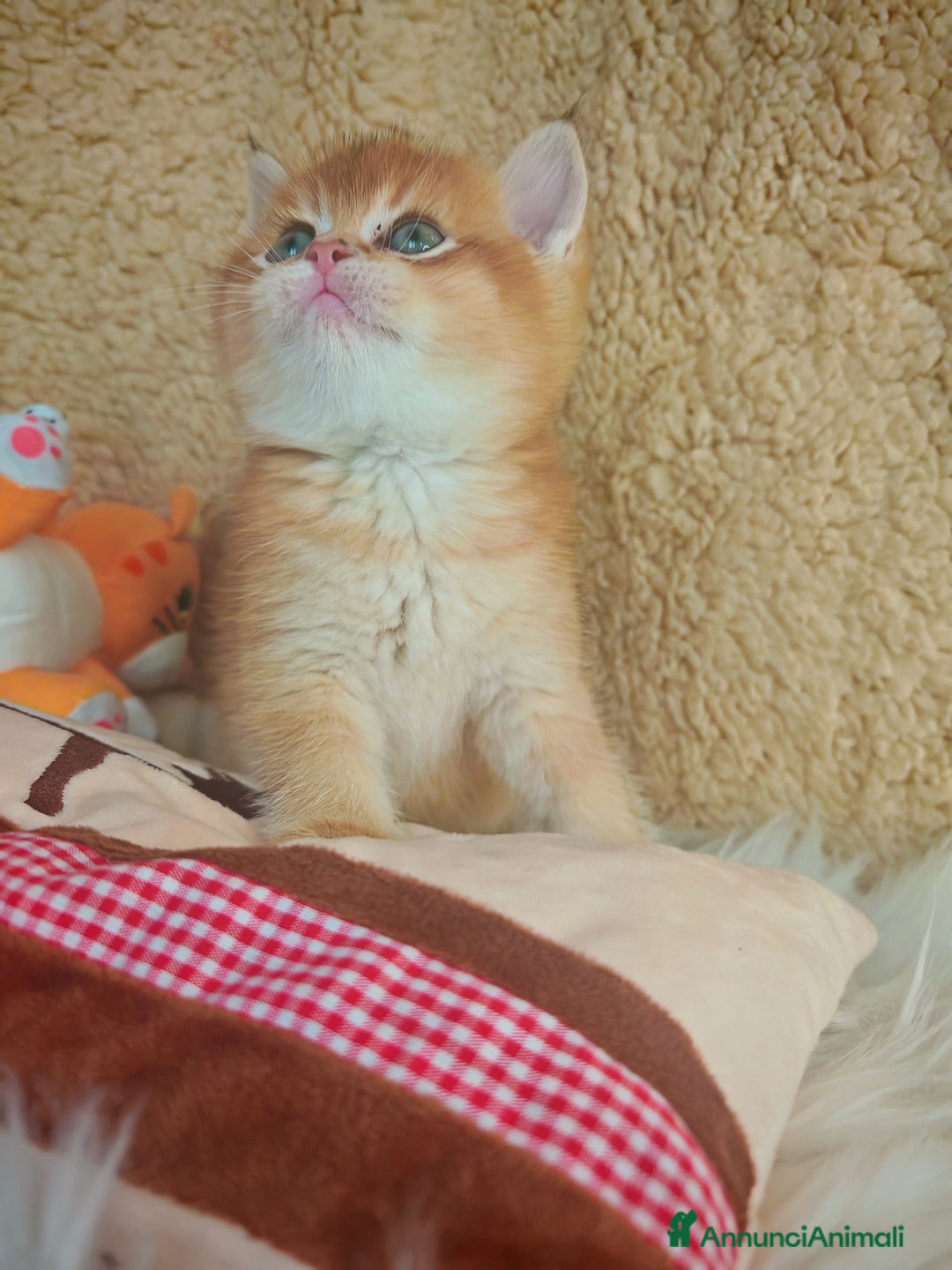 Scottish gatti in vendita: Gattini Scottish Rossicci - Annuncio 2