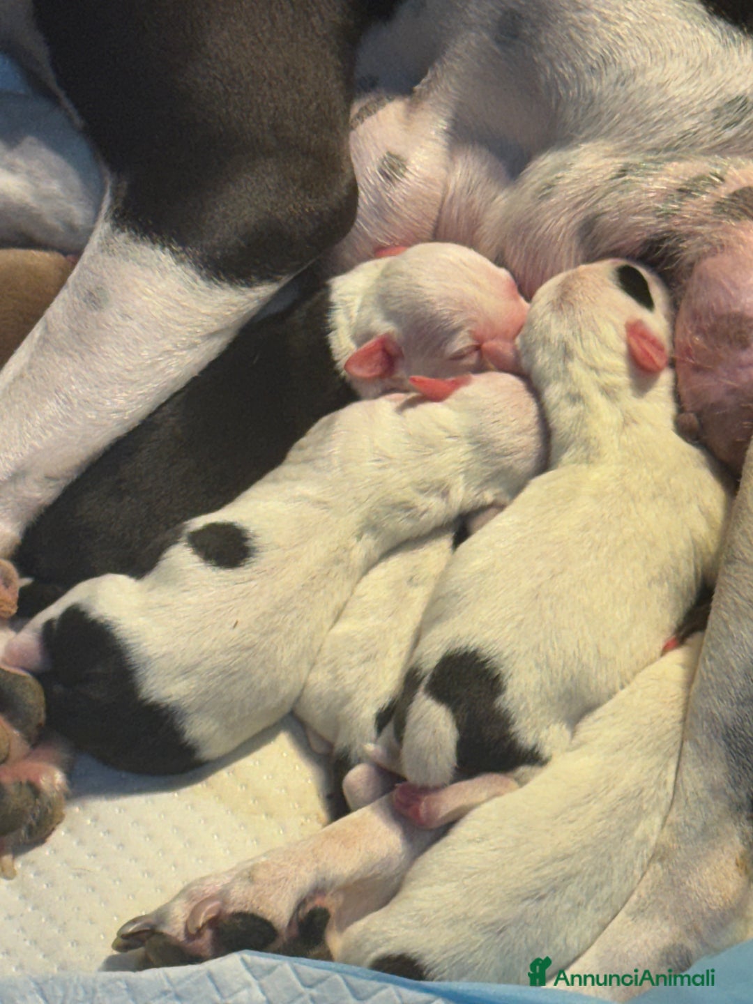 Pitbull cani in vendita: Cuccioli di pitbull  - Annuncio 7