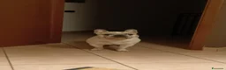 Bulldog Francese cani per accoppiamento: Cercasi fidanzata per splendido Bulldog francese  a Provincia di Mantova - Annuncio 2