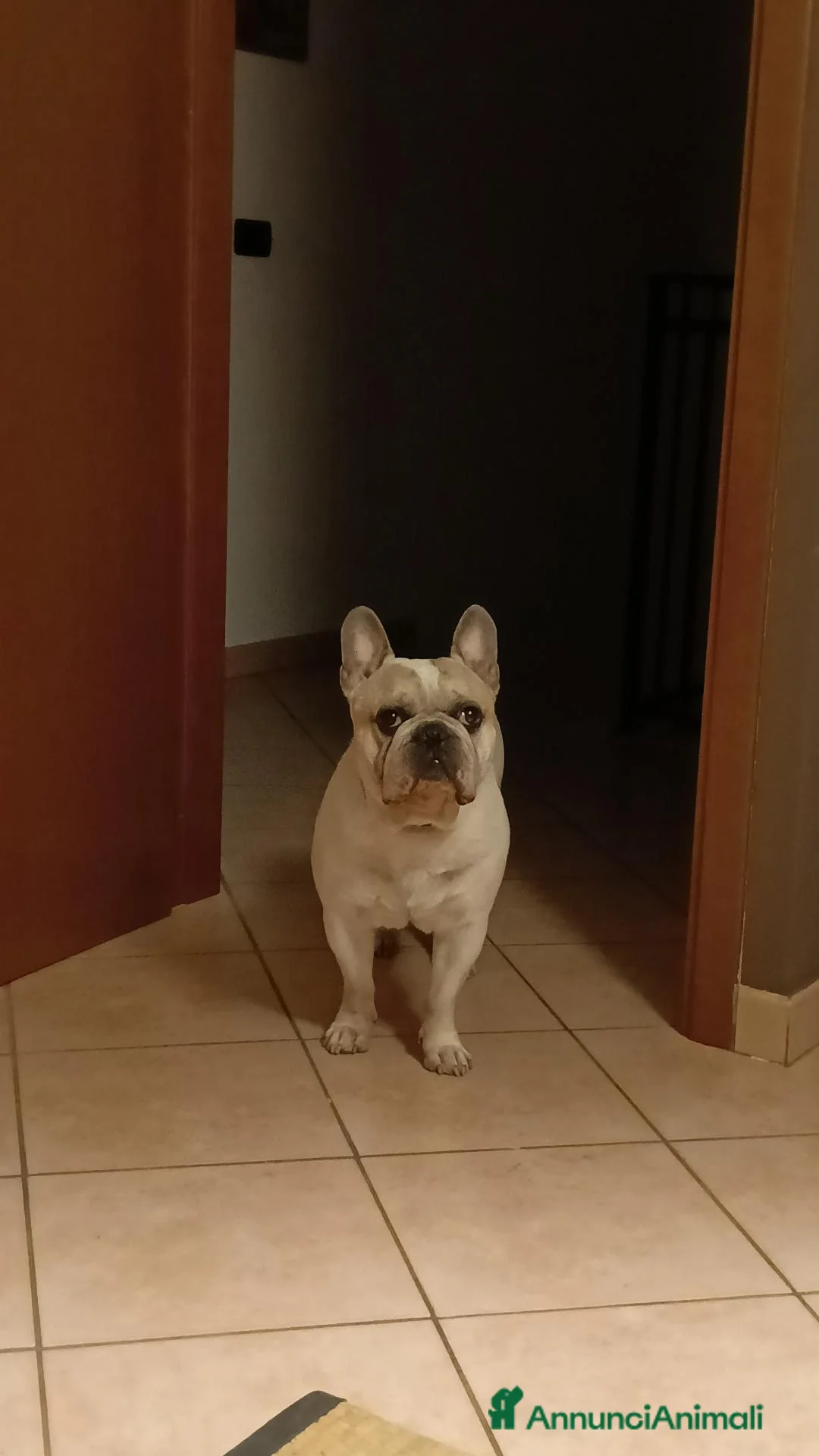 Bulldog Francese cani per accoppiamento: Cercasi fidanzata per splendido Bulldog francese  a Provincia di Mantova - Annuncio 2