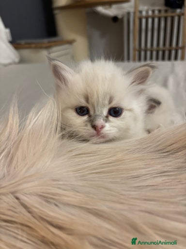 Immagine della galleria {{count}}