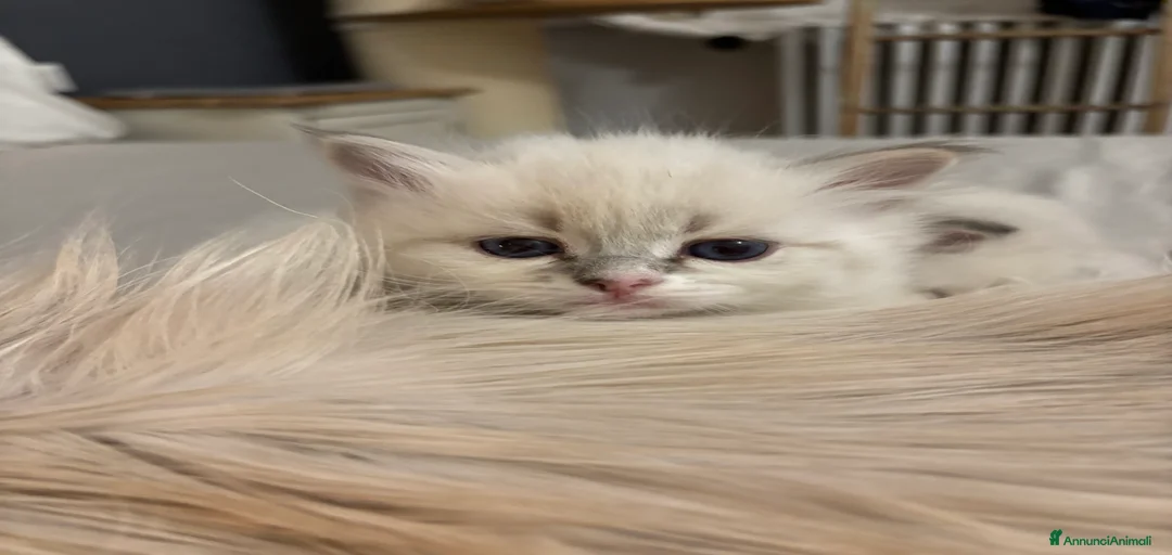 Immagine della galleria {{count}}