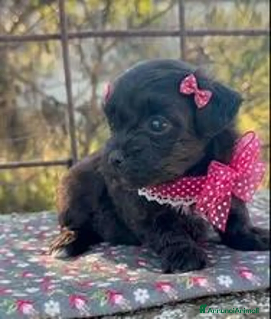 Maltipoo cani in vendita: maltipoo mini toy - Annuncio 4