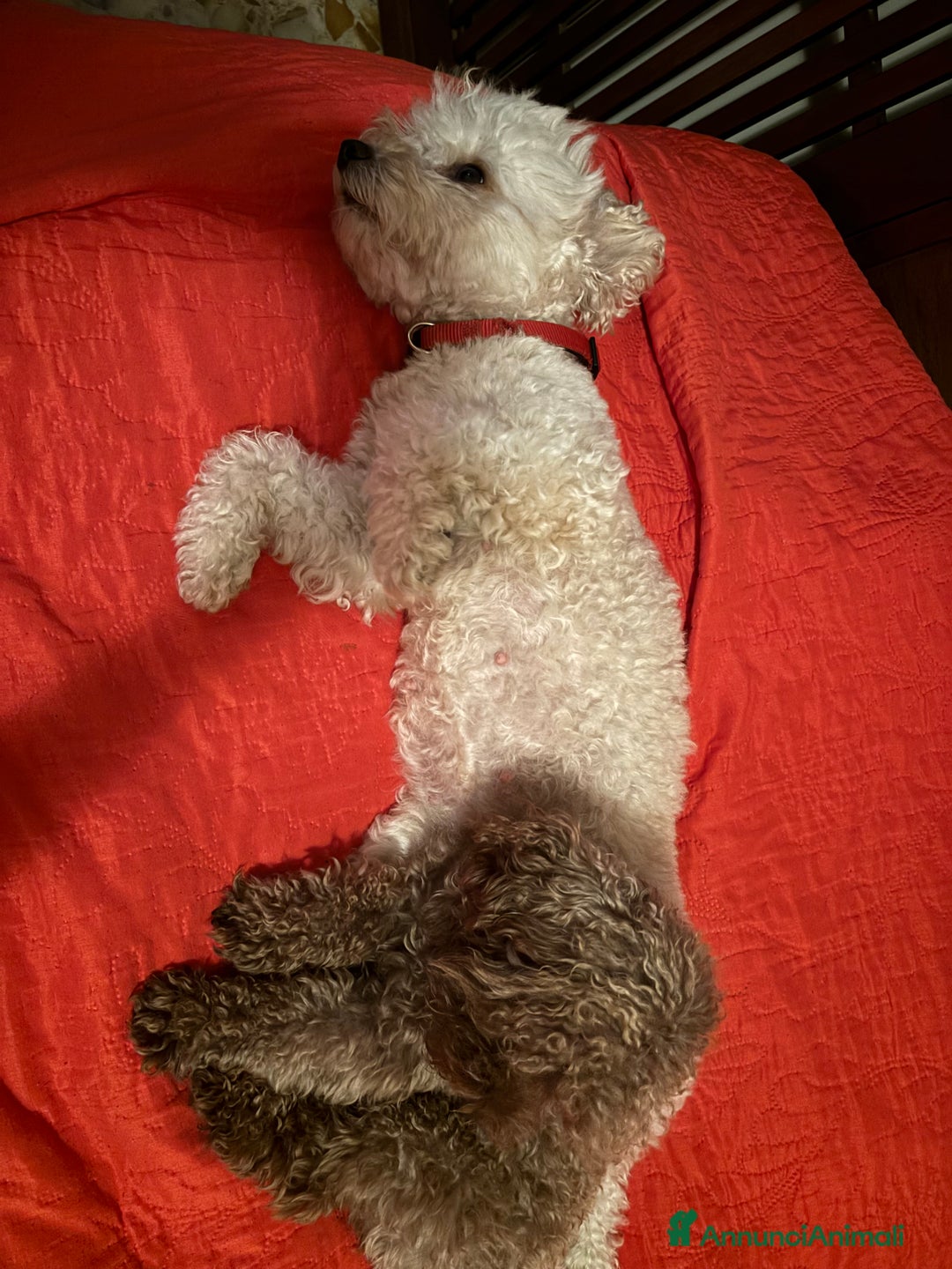 Barboncino cani per accoppiamento: Monta barboncino mini toy - Annuncio 2