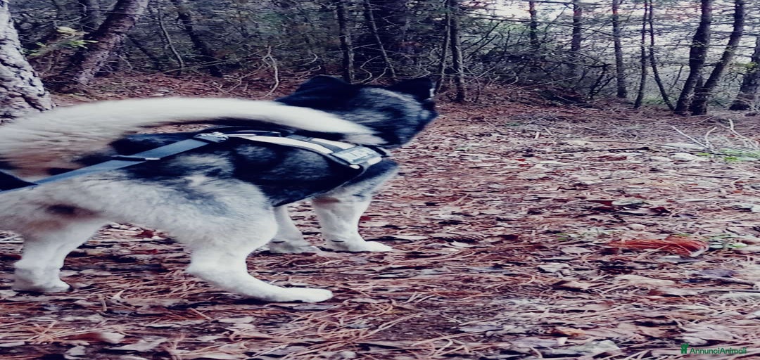 Immagine della galleria {{count}}