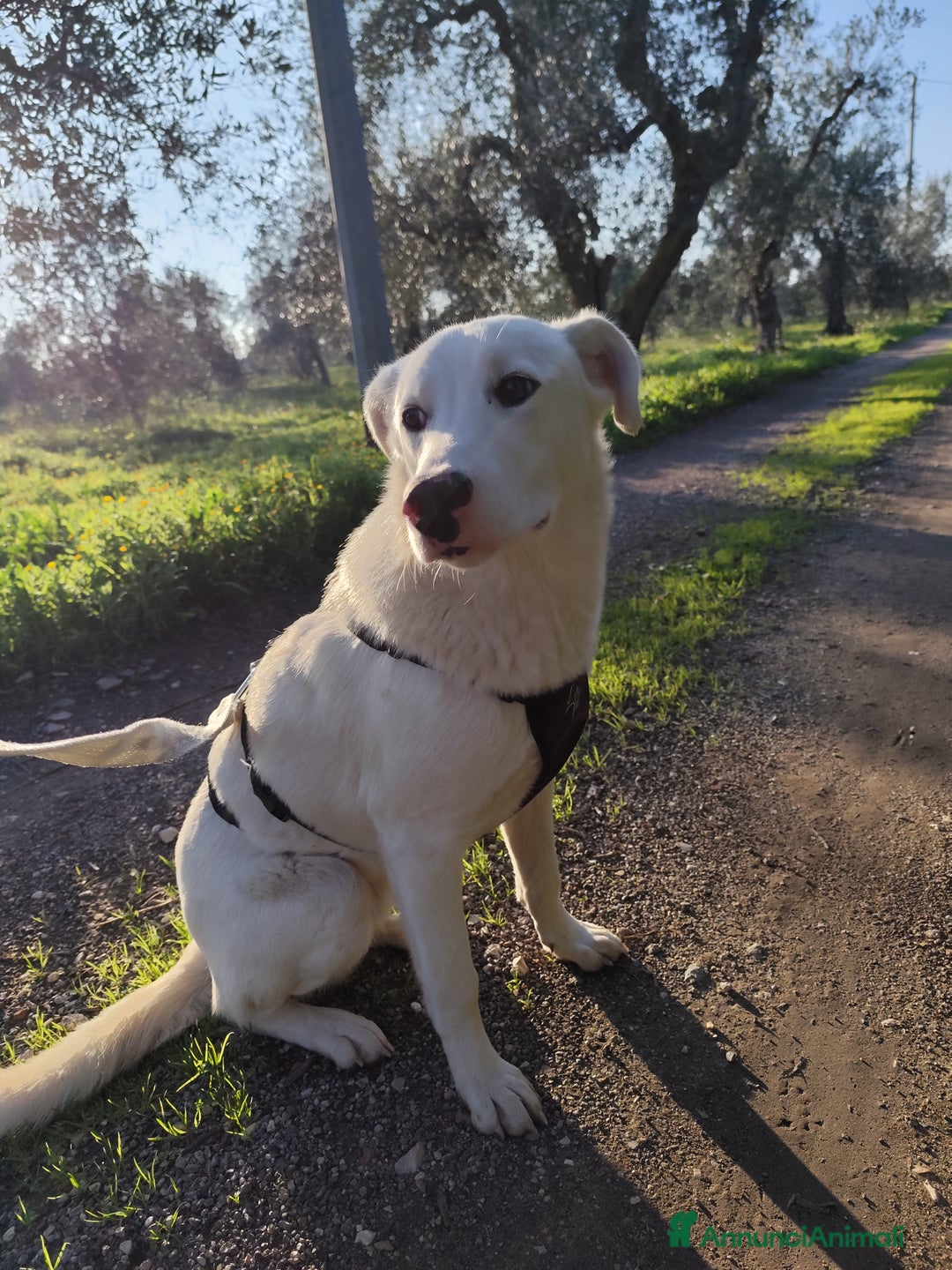 Meticcio cani in regalo: Cuccioli Taglia Media in Regalo - Annuncio 3