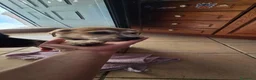 Meticcio cani in regalo: Regalo cuccioli futura taglia medio-grande  - Annuncio 7