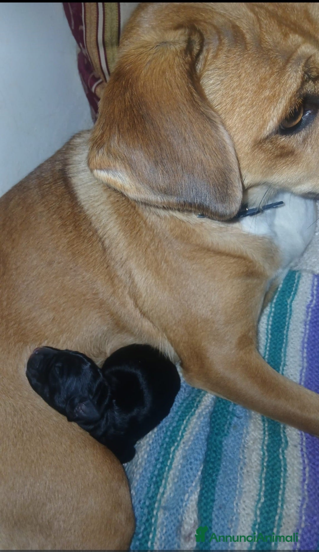 Meticcio cani in regalo: Regalo cagnolino  - Annuncio 1