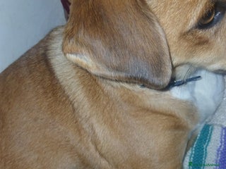 Meticcio cani Regalo cagnolino - Annuncio 1