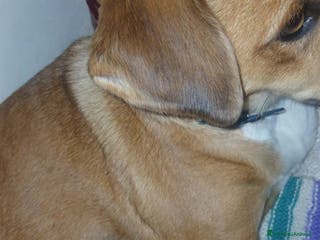 Meticcio cani Regalo cagnolino - Annuncio 27