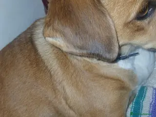 Meticcio cani Regalo cagnolino - Annuncio 30