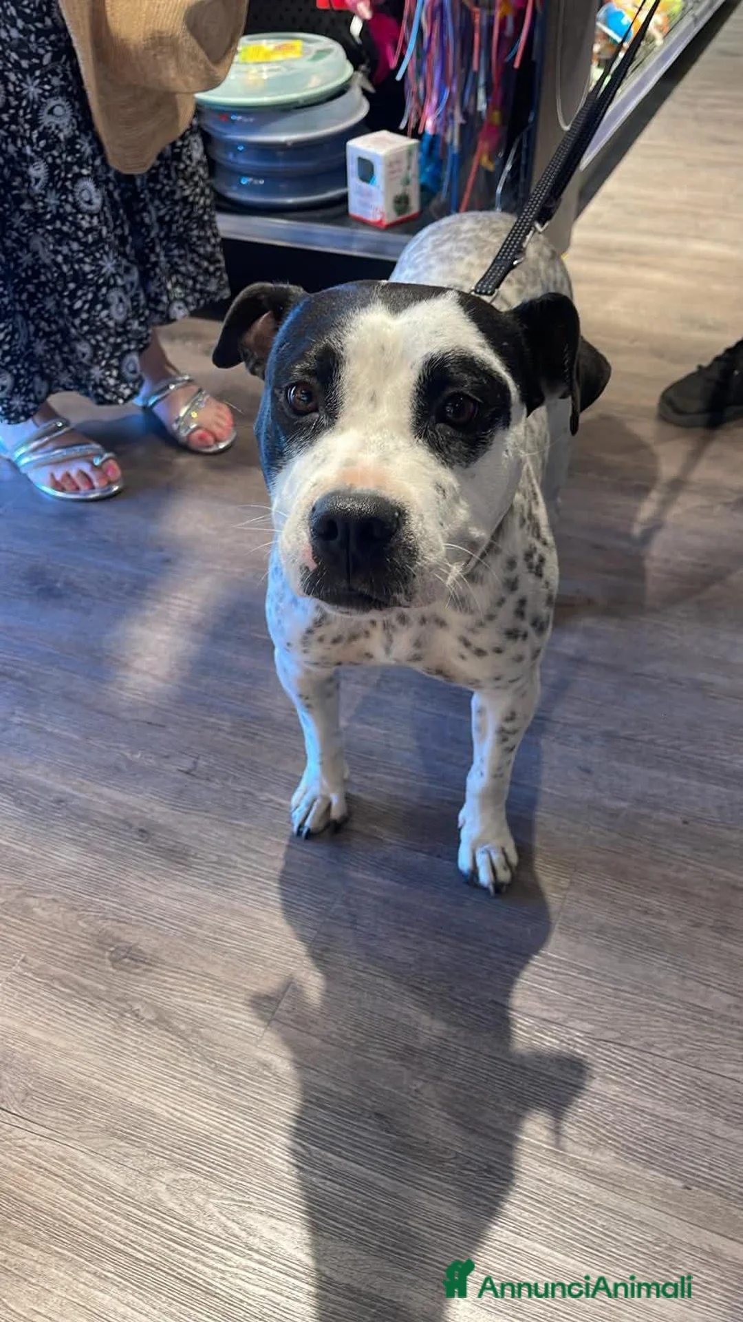 Meticcio cani in regalo: 2 anni, Dolcissima, mini mollossina.  - Annuncio 2