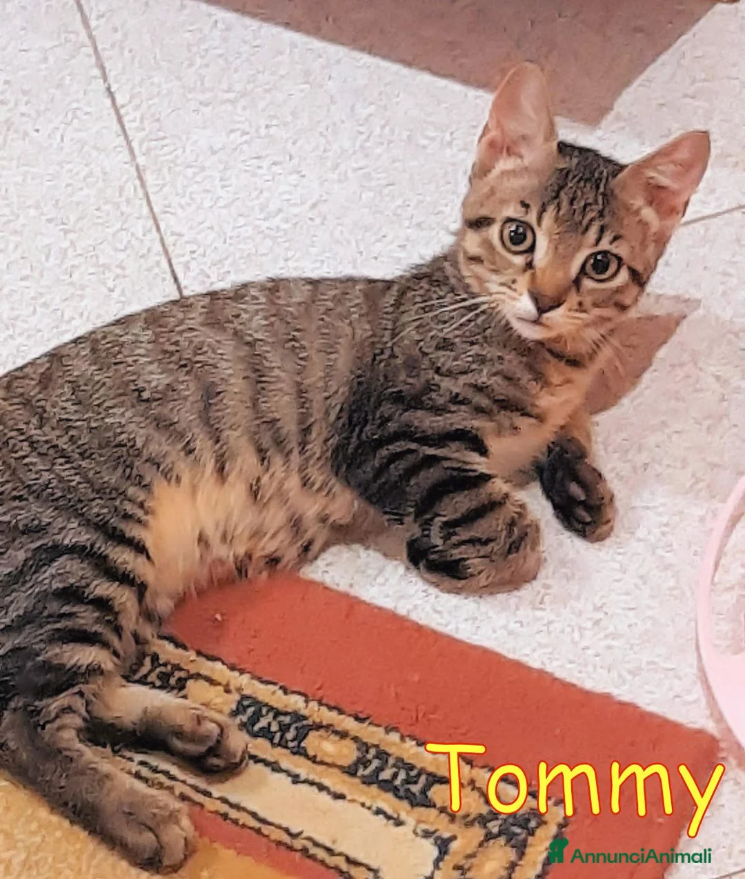 Europeo gatti in regalo: TOMMY DOLCISSIMO  GATTINO - Annuncio 3