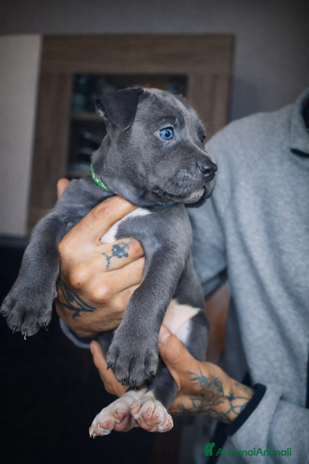 Pitbull cani in vendita: Cuccioli American Pitbull Terrier a Città Metropolitana di Torino - Annuncio 1