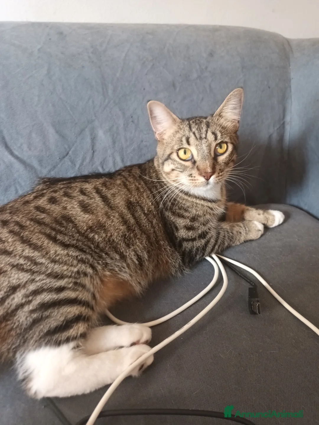 Meticcio gatti in regalo: 2gattine femmine,gattino maschio/2 cuccioli maschi - Annuncio 6