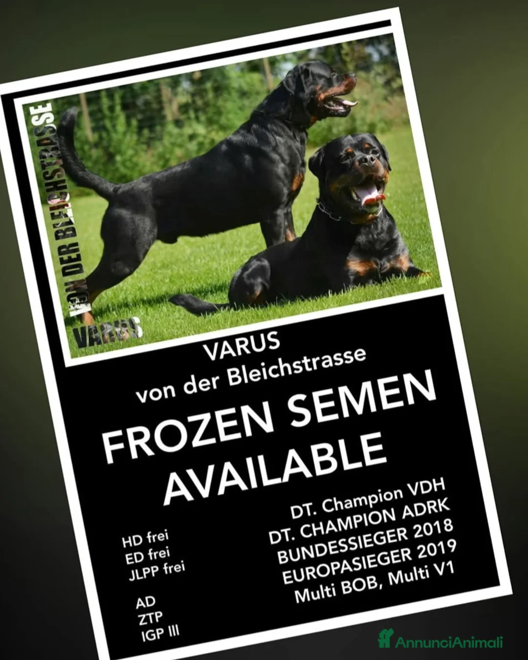 Rottweiler cani in vendita: Disponibile maschio rottweiler - Annuncio 2