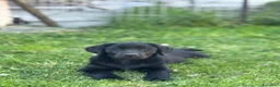 Labrador cani in vendita: Cuccioli Labrador Retriever a Provincia di Pavia - Annuncio 8
