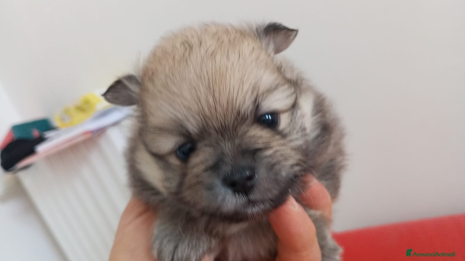 Volpino Pomerania cani Pomerania femmina - Annuncio 2