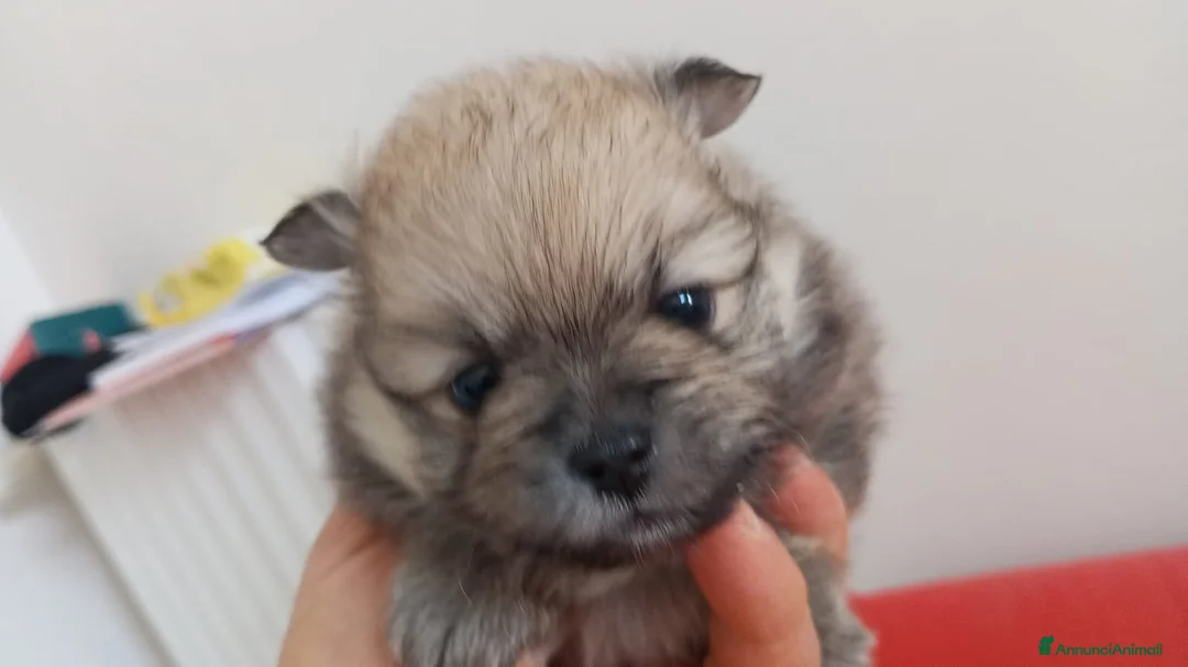 Volpino Pomerania cani in vendita: Pomerania femmina - Annuncio 1