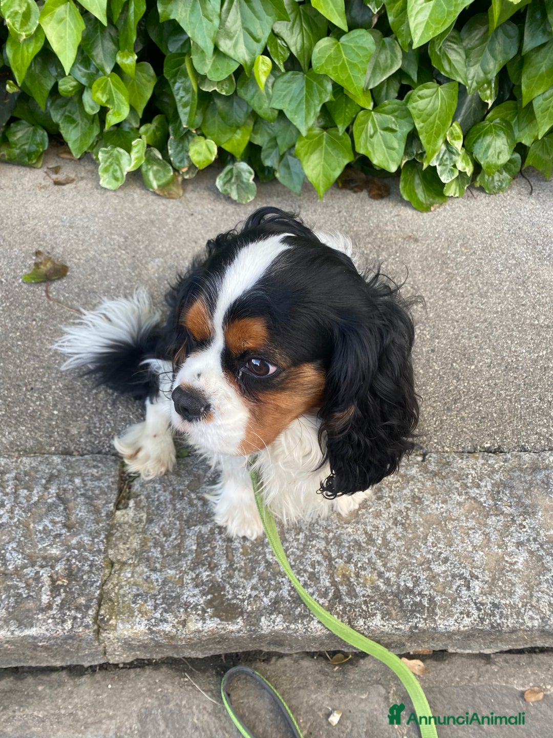 Cavalier King cani in regalo: Cavalier King Charles Spaniel - Annuncio 6