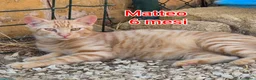 Meticcio gatti in regalo: MICINI ABBANDONATI: EMERGENZA  a Città metropolitana di Milano - Annuncio 5