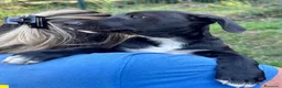 Meticcio cani in regalo: Hero  a Provincia di Savona - Annuncio 4