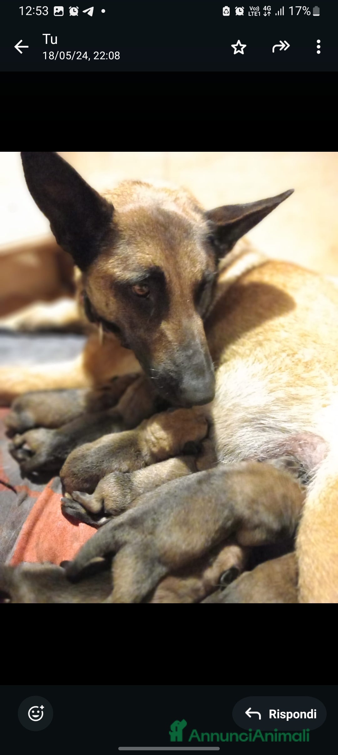 Pastore Belga cani in vendita: Cuccioli di Pastore Belga Malinois  - Annuncio 6