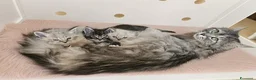 Siberiano gatti in vendita: Gattini siberiani ipoallergenici  - Annuncio 27