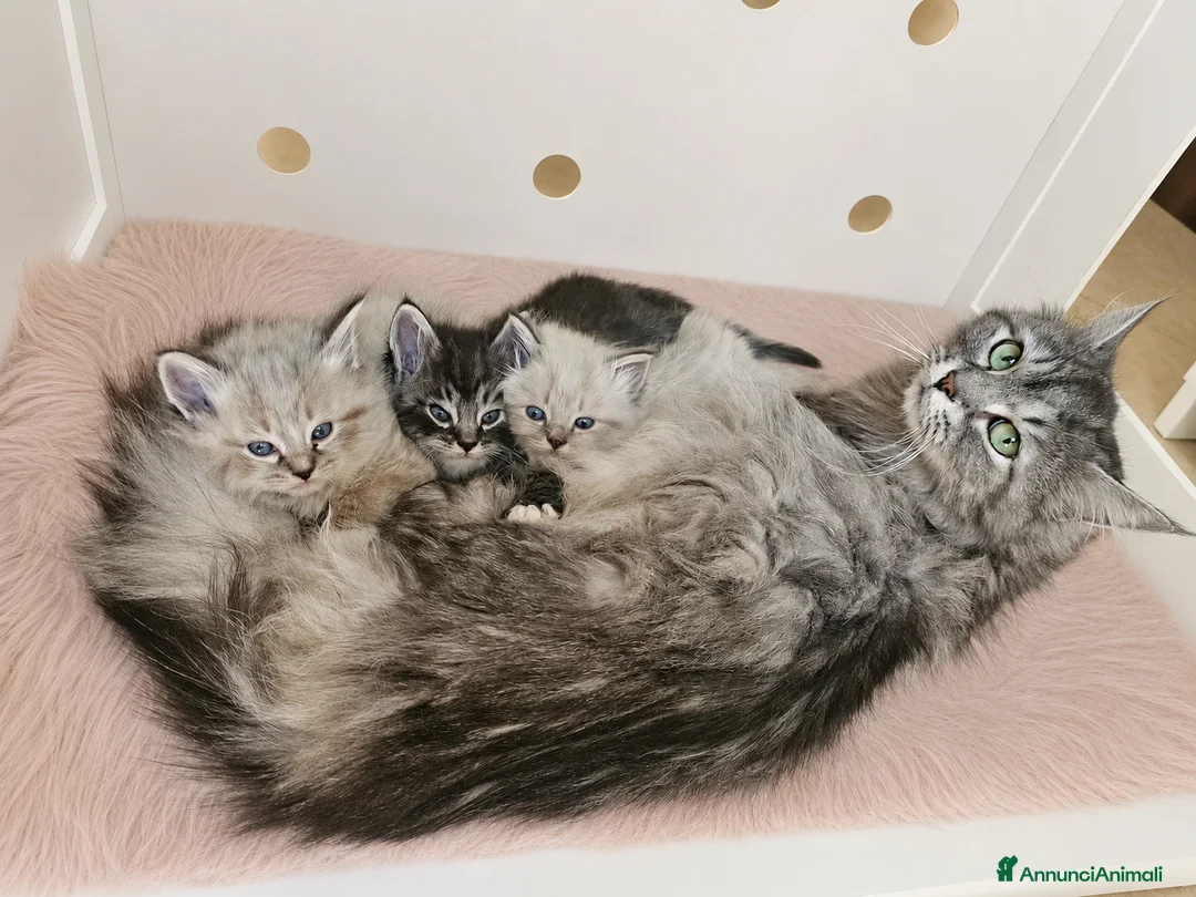 Siberiano gatti in vendita: Gattini siberiani ipoallergenici  - Annuncio 27