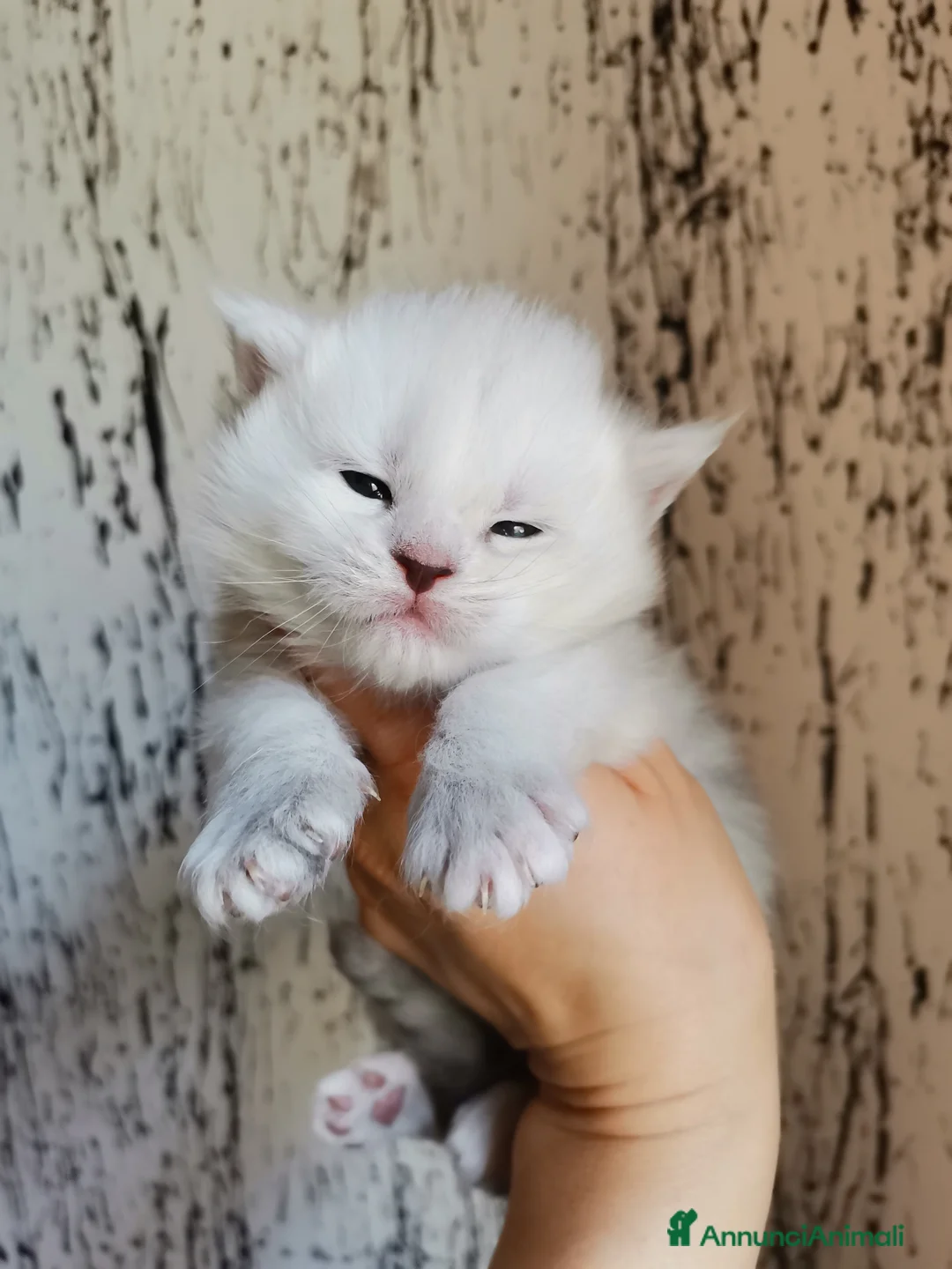 Immagine della galleria {{count}}