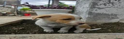 Meticcio cani in vendita: 4 cuccioline a Provincia di Chieti - Annuncio 10