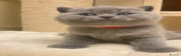 British gatti in vendita: British shorthair blu - Annuncio 2