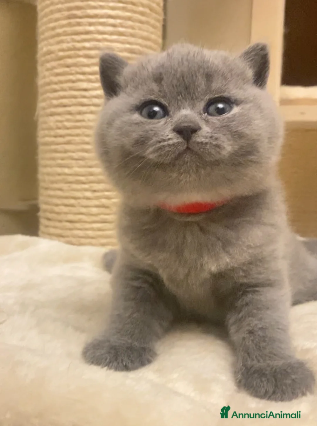 British gatti in vendita: British shorthair blu - Annuncio 2