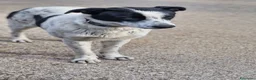 Meticcio cani in regalo: Daisy, una meticcia in cerca di famiglia - Annuncio 2