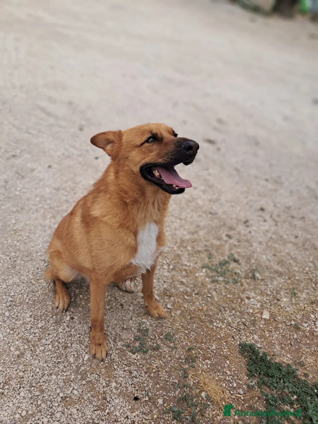 Meticcio cani in regalo: HOLLY aitante giovanotto a Città Metropolitana di Venezia - Annuncio 4