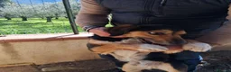 Meticcio cani in regalo: Gigio: 2 anni, socievole, equilibrato - Annuncio 17
