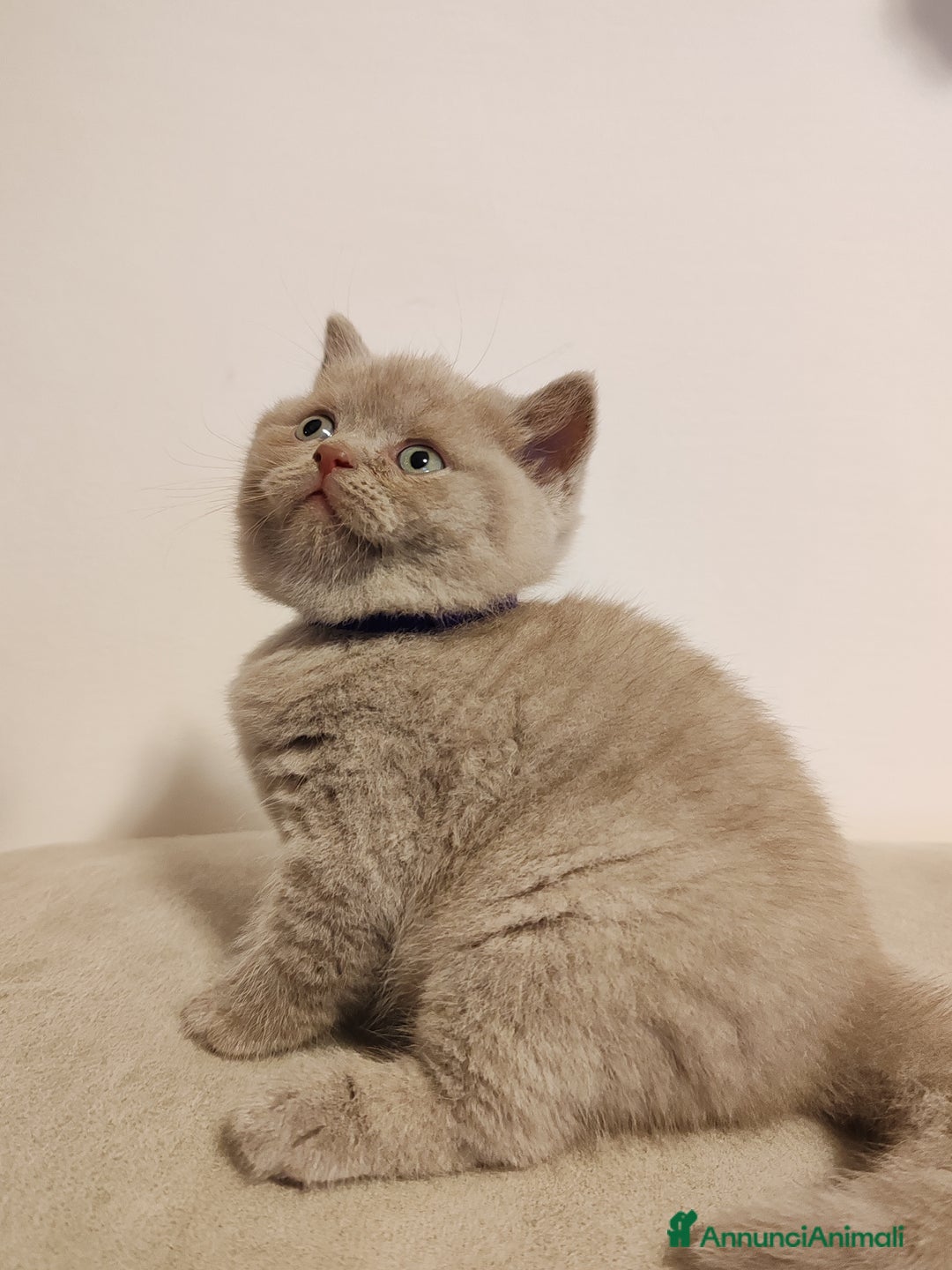 Scottish gatti in vendita: British S. straight femmina - Annuncio 7