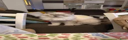 Ragdoll gatti in regalo: Cocco cerca famiglia per sempre a Città metropolitana di Milano - Annuncio 1