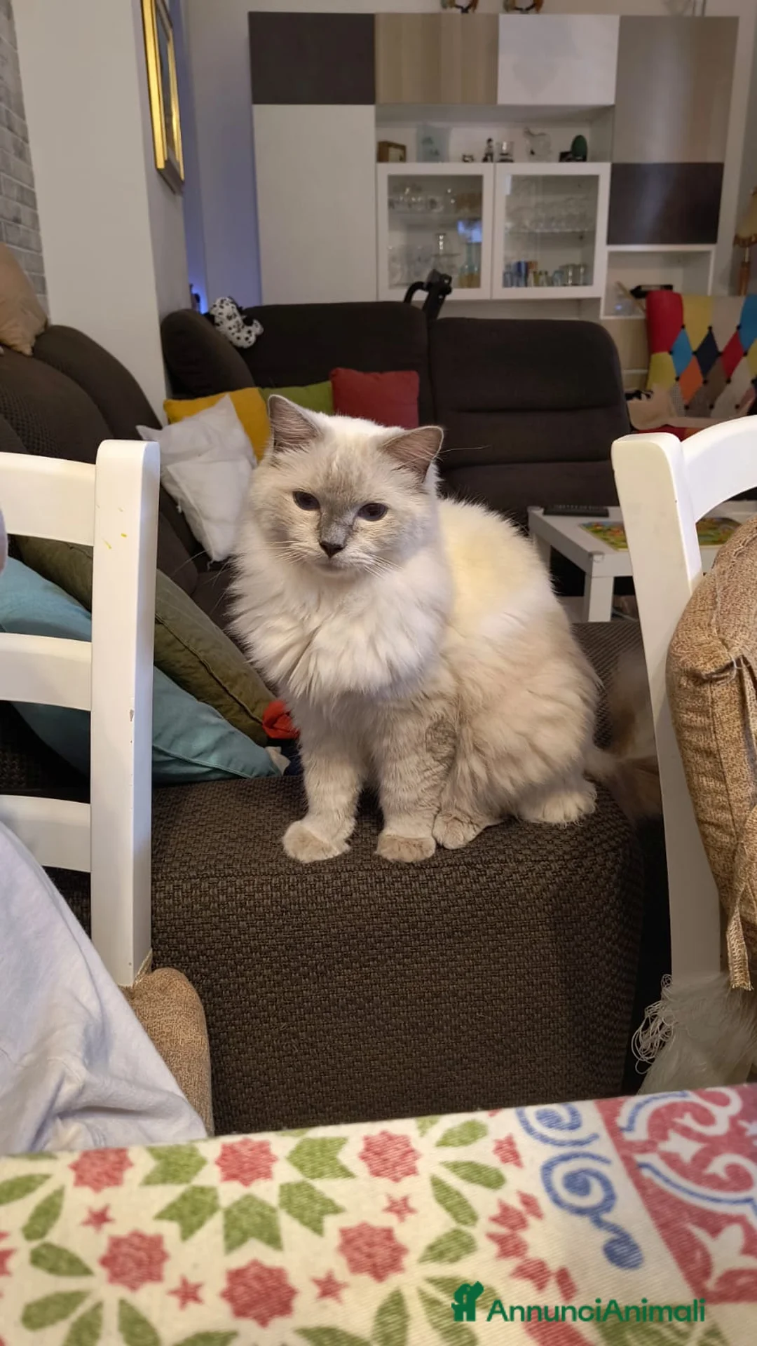 Ragdoll gatti in regalo: Cocco cerca famiglia per sempre a Città metropolitana di Milano - Annuncio 1