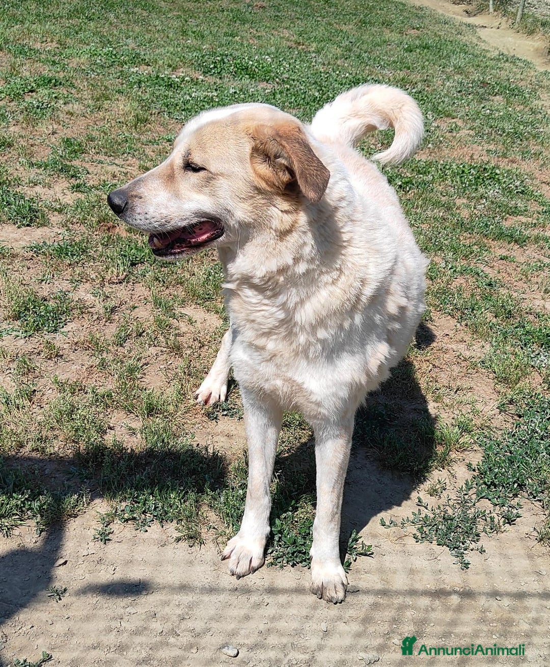 Meticcio cani in regalo: Bob cerca casa  - Annuncio 1