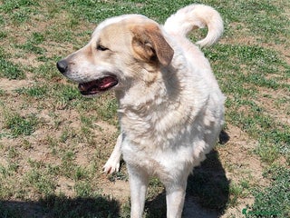 Meticcio cani Bob cerca casa - Annuncio 19