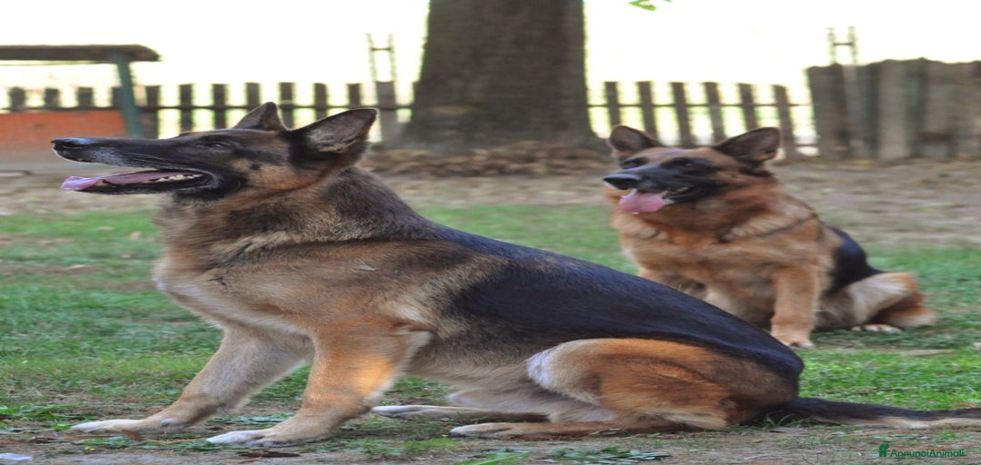 Immagine della galleria {{count}}