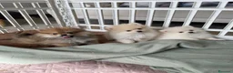 Volpino Pomerania cani in vendita: Cuccioli spitz nano / pomerania  - Annuncio 3