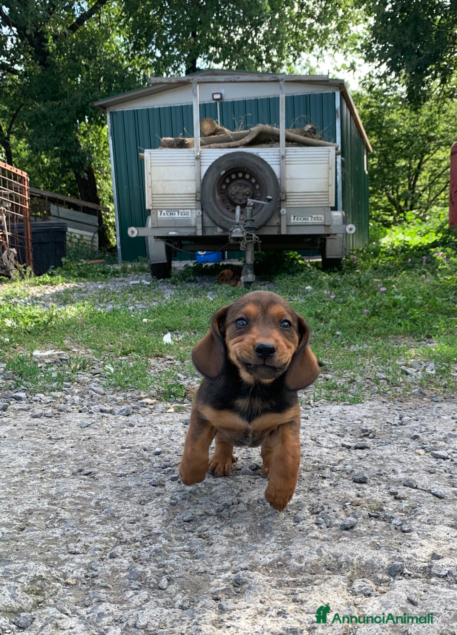 Alpenlaendische Dachsbracke cani Cuccioli di Alpendische Dachsbracke - Annuncio 4