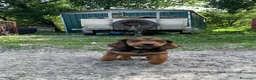 Alpenlaendische Dachsbracke cani in vendita: Cuccioli di Alpendische Dachsbracke - Annuncio 1